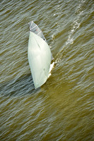 VX