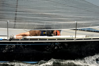 2011 Vineyard Race A 552