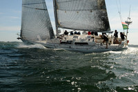 Stormy Petrel