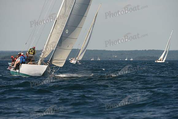 2016 Chester Race Week A_0748