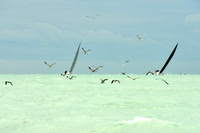 2016 Key West Race Week A_0298