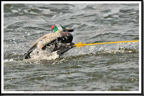 proof_2010 Gov Cup A 004
