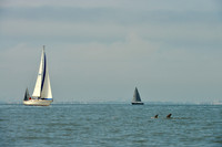 2016 Southern Bay Race Week E_0046