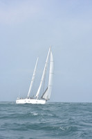 Araucaria