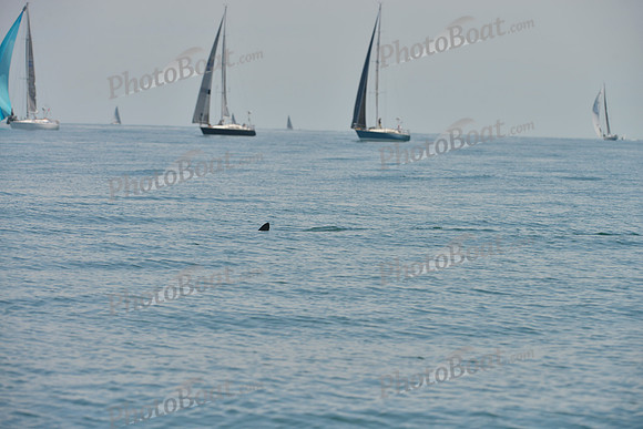 2019 Around Marthas Vineyard B_0213